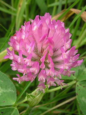 TRIFOLIUM PRATENSE